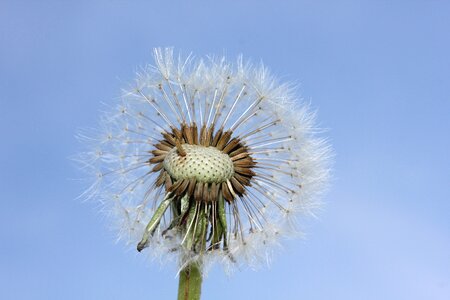 Nature heaven faded dandelion photo