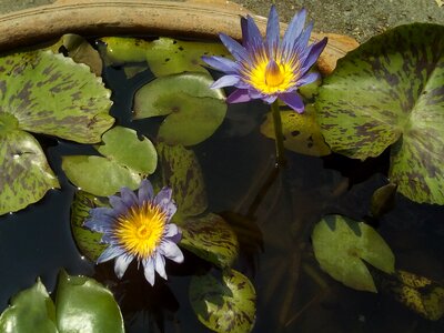 Lotus basin water plants bua ban
