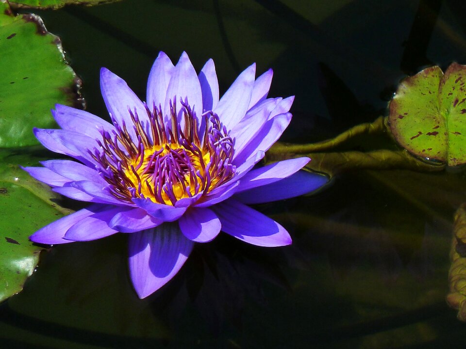 Water lily pond plants purple