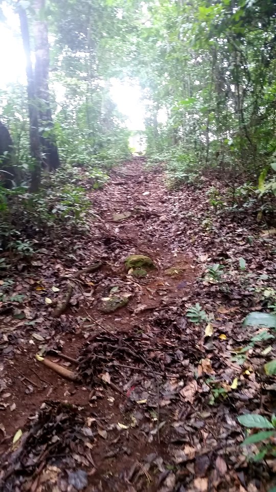 Uganda Virus Research Institute visit on 2 March 2018 - the forest 32