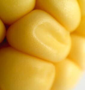Cereals spikes nature