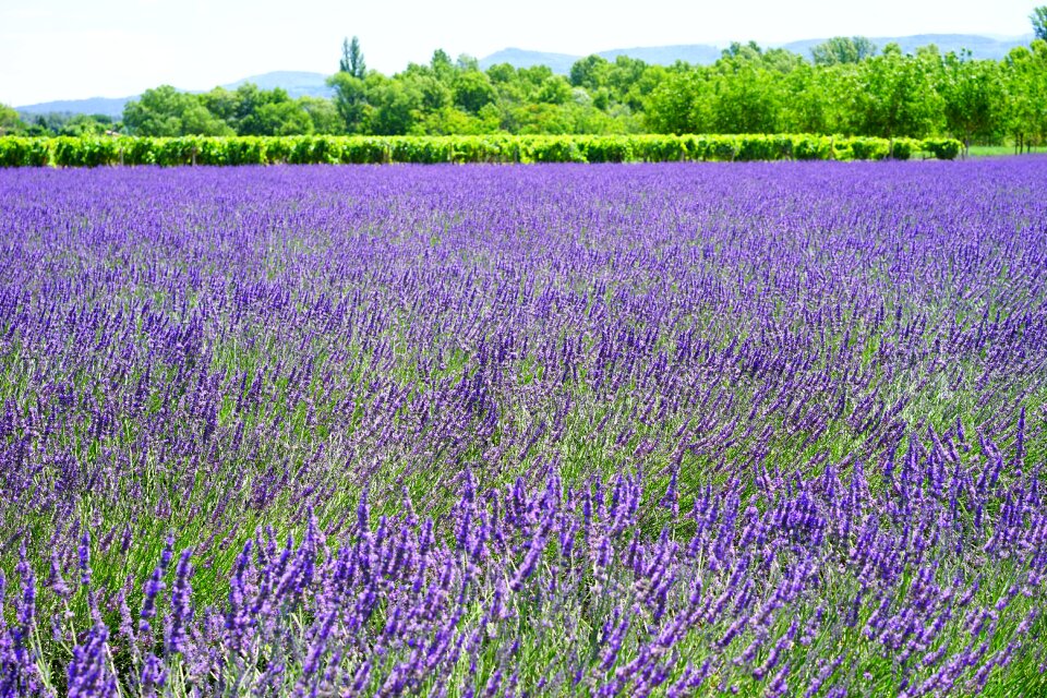 Blue flowers purple photo