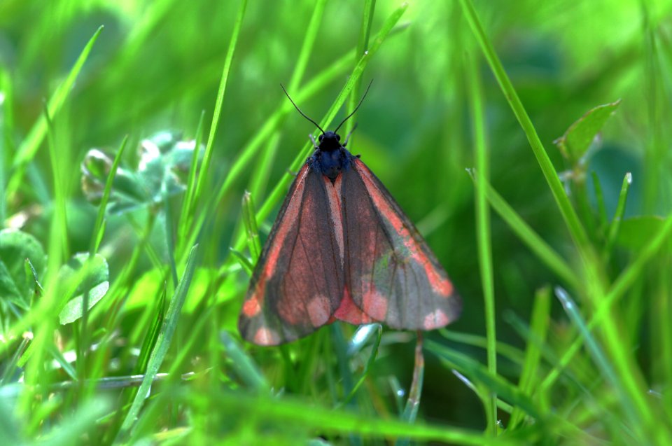 Tyria jacobaeae - Blutbär Jakobskrautbär