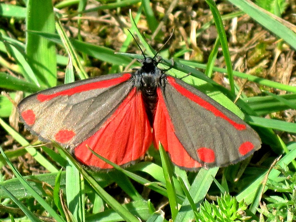 Tyria jacobaeae (Cinnabar moth), Arnhem, the Netherlands