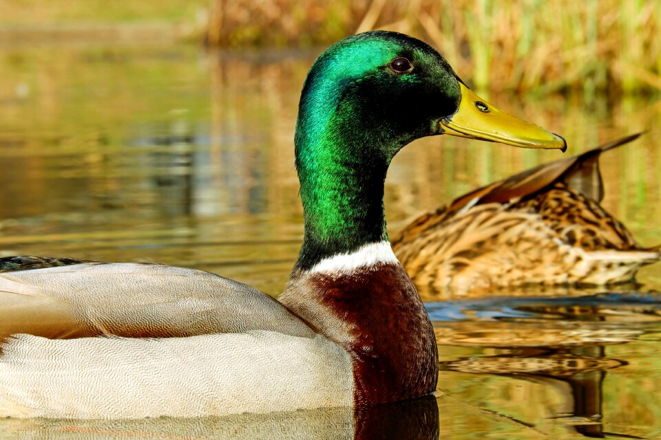 Animal male mallard floats photo