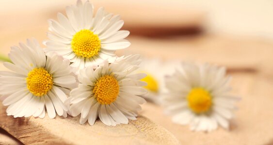 Romance white affection