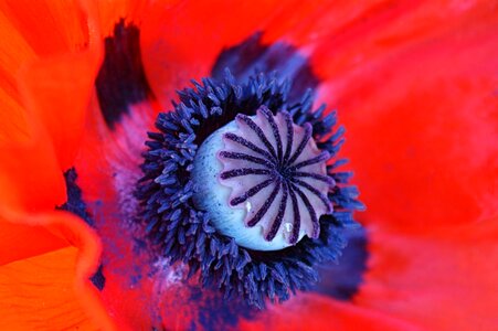 Flower red poppy poppy flower photo