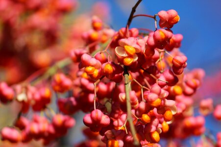 Autumn garden branches