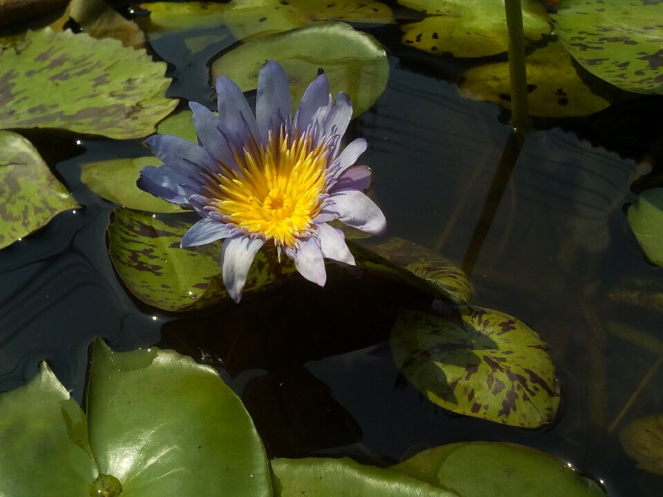 Lotus basin water plants bua ban