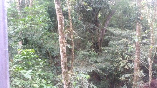 Uganda Virus Research Institute visit on 2 March 2018 - the forest 27