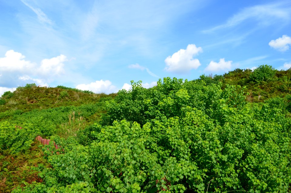 Uguisuzuka Kofun, funkyu