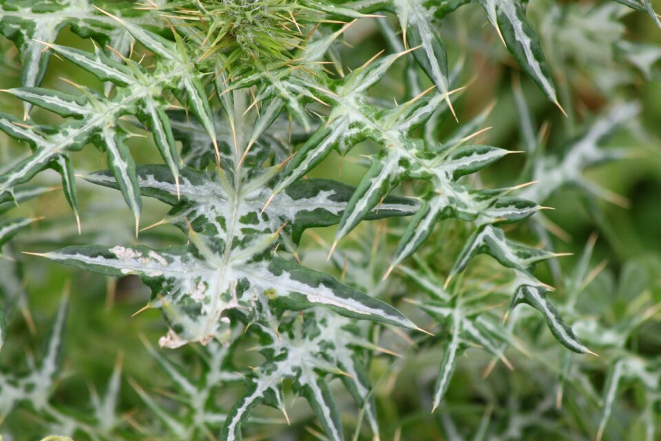 Plant nature cactus