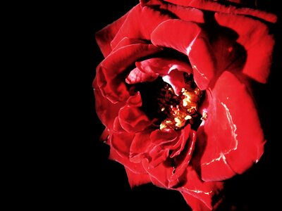 Flower romance red rose