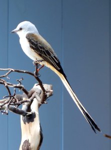 Tyrannus forficatus - National Aviary - DSC05683