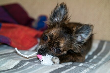 Baby toys dog toy
