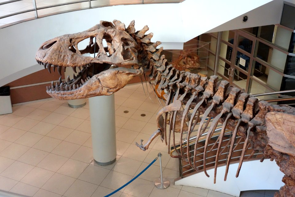 Tyrannosaurus rex cast - University of California Museum of Paleontology - Berkeley, CA - DSC04700