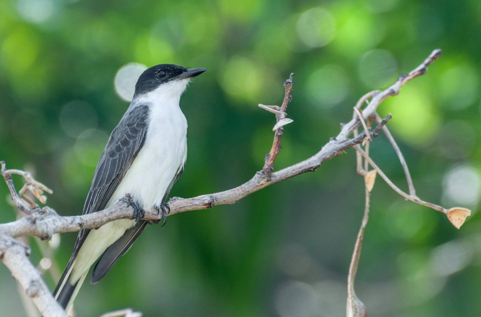 Tyrannus savana from Providencia Island 2
