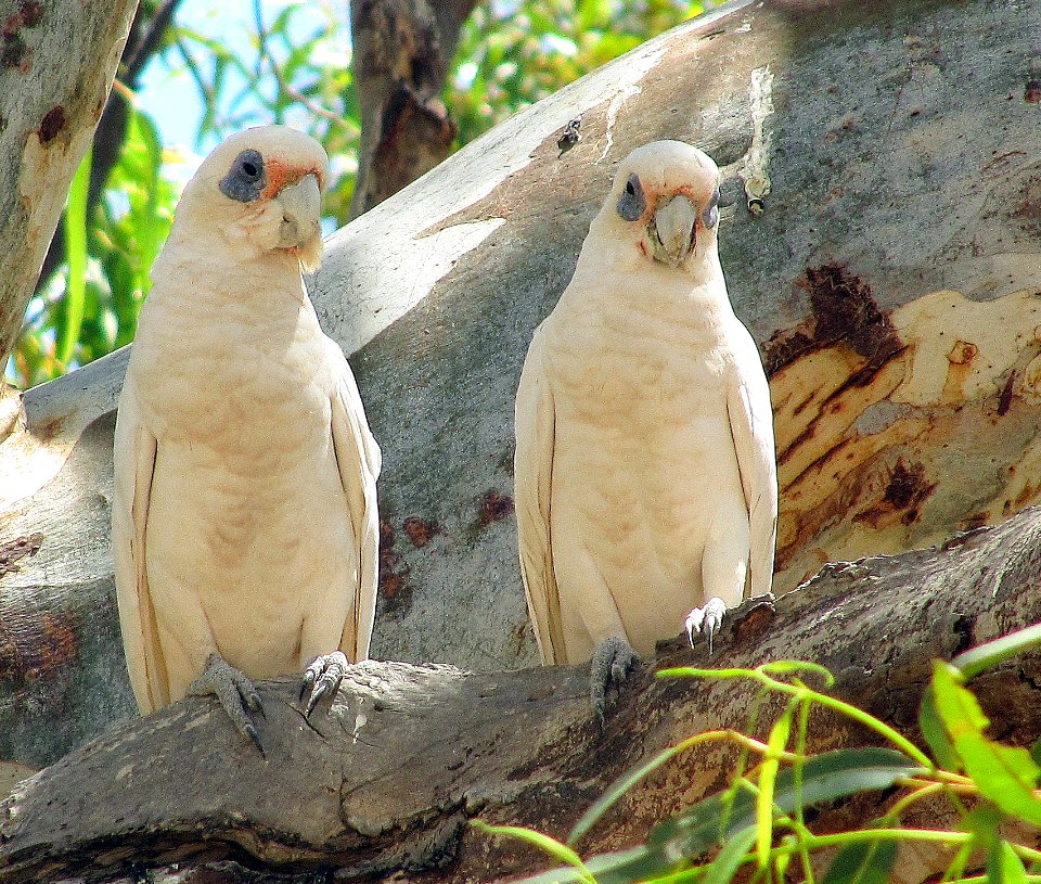 Two white birds WA