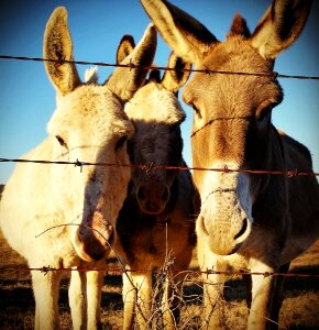 Cute farm animal photo