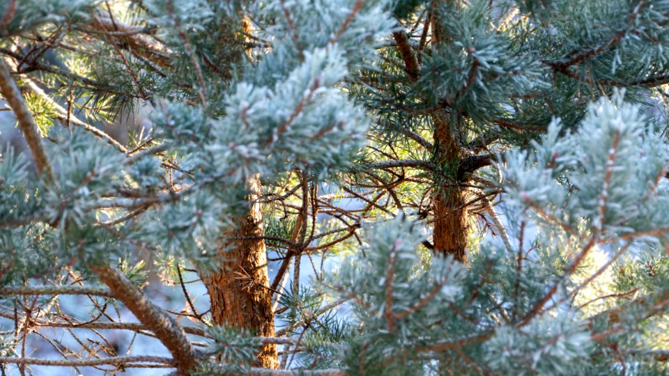 Two pine trunks among frosty needles photo