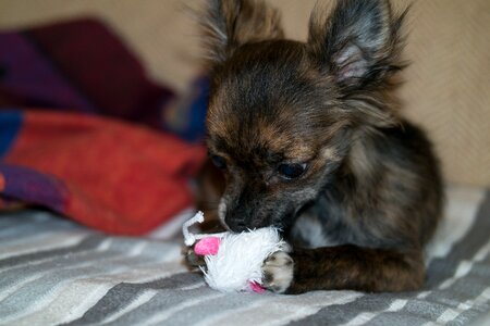 Baby toys dog toy