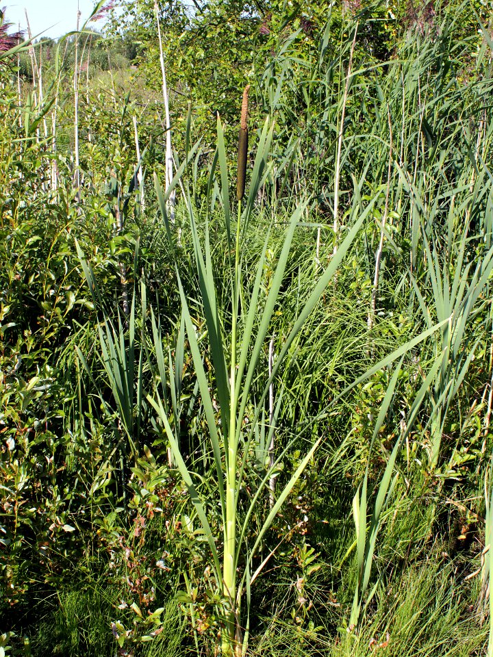 Typha latifolia Oulu, Finland 12.07.2013