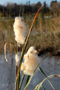 Typha latifolia Oulu 20151011 03