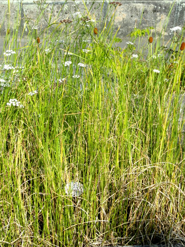 Typha laxmannii - Botanischer Garten, Frankfurt am Main - DSC03245