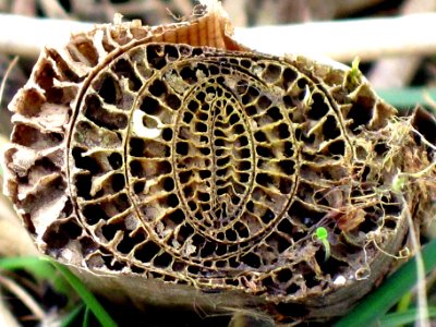 Typha latifolia (Common bulrush) stem cross section, Arnhem, the Netherlands