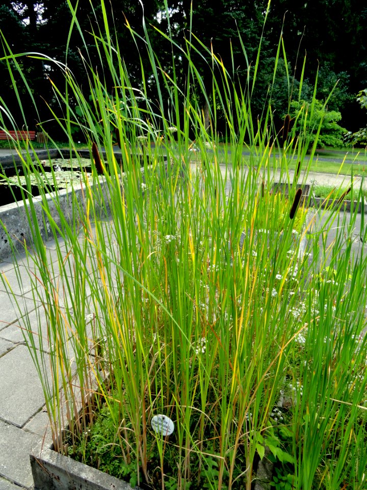 Typha angustifolia - Botanical Garden, University of Frankfurt - DSC02688