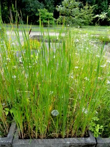 Typha latifolia - Botanical Garden, University of Frankfurt - DSC02689