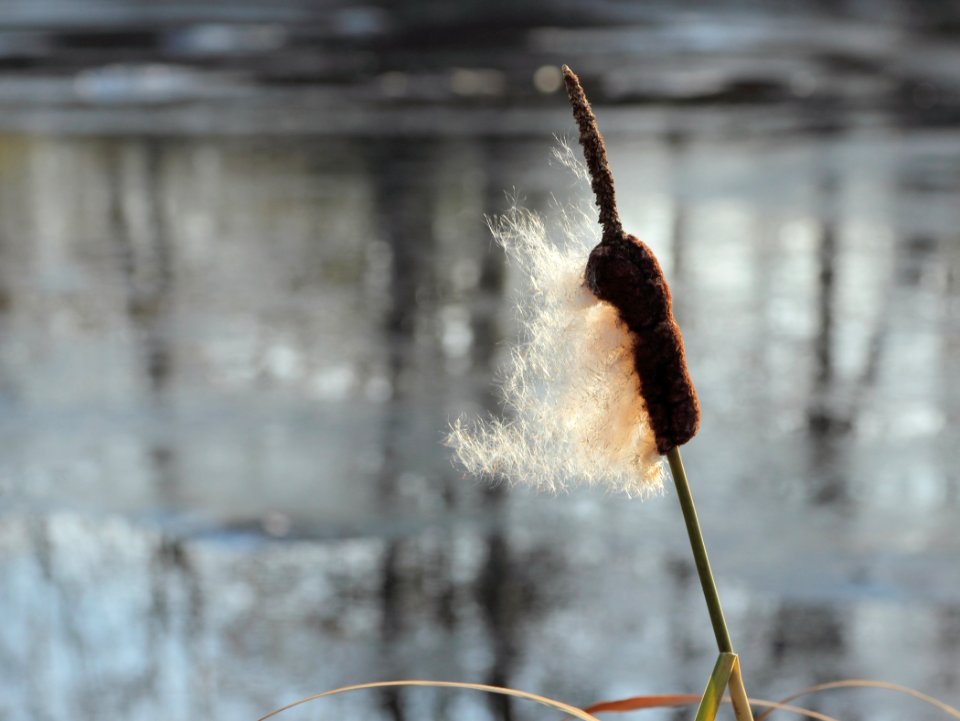 Typha latifolia Oulu 20151011 02