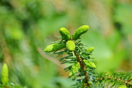 Branch spruce nature photo