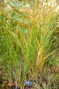 Typha minima - McConnell Arboretum & Botanical Gardens - DSC02974