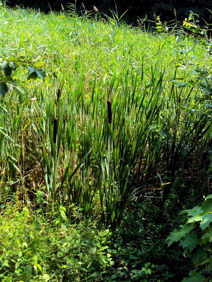 Typha latifolia Podkomorské lesy