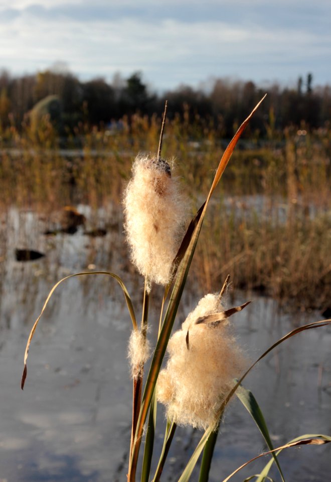 Typha latifolia Oulu 20151011