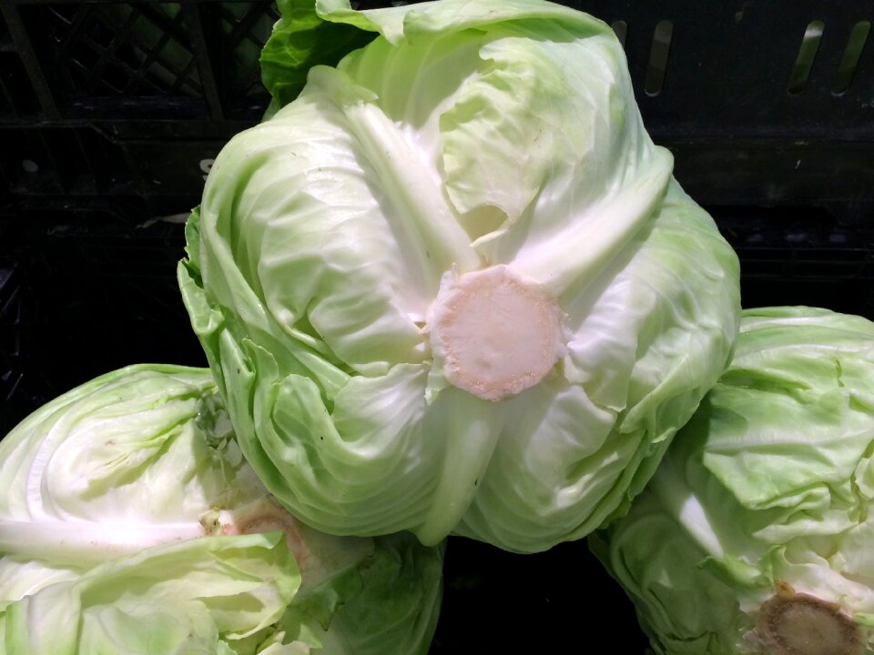 Living supermarket fruits and vegetables