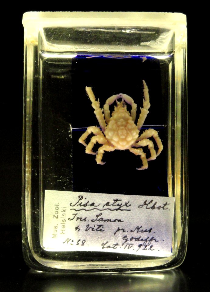 Tylocarcinus styx (Pisa styx) - Finnish Museum of Natural History - DSC04681