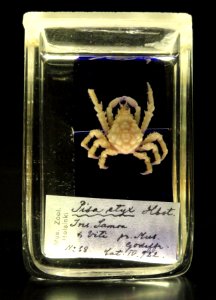 Tylocarcinus styx (Pisa styx) - Finnish Museum of Natural History - DSC04681