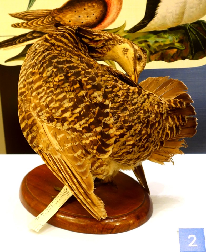 Tympanuchus cupido cupido, preening - National Museum of Natural History, United States - DSC00365
