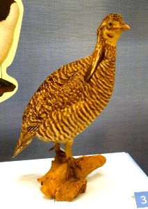 Tympanuchus cupido cupido - National Museum of Natural History, United States - DSC00367