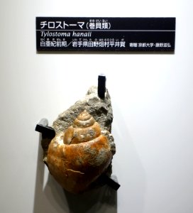Tylostoma hanaii - National Museum of Nature and Science, Tokyo - DSC07000