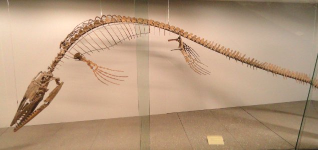 Tylosaurus micromus - Naturmuseum Senckenberg - DSC02185