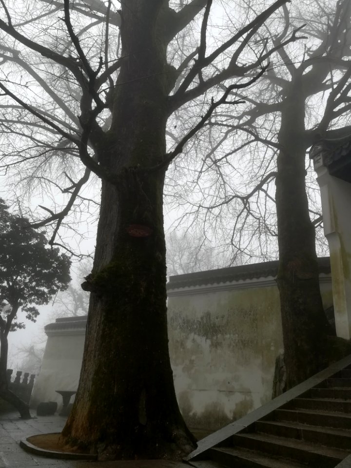 Two old ginkgo trees in Fuyan Temple (Hunan)