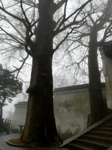 Two old ginkgo trees in Fuyan Temple (Hunan)