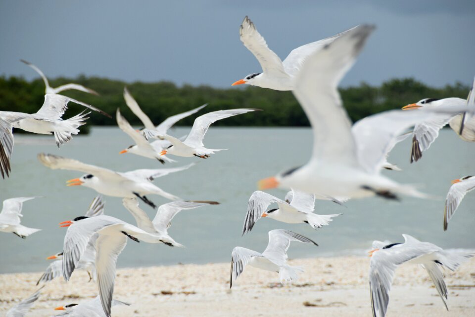 Beach sea nature