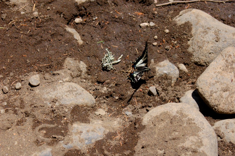Two Papilionidae eurymedon on creek bank