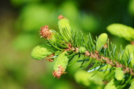 Branch spruce nature photo