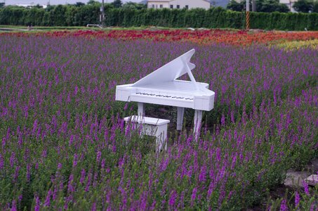 White piano landscape travel
