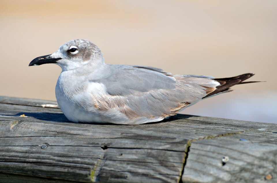 Pier sea animal